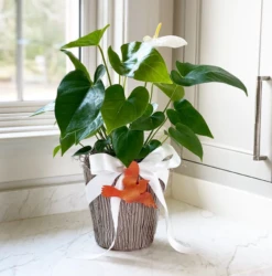 Acrylic Cardinal -THE HOLIDAY SHOP image003